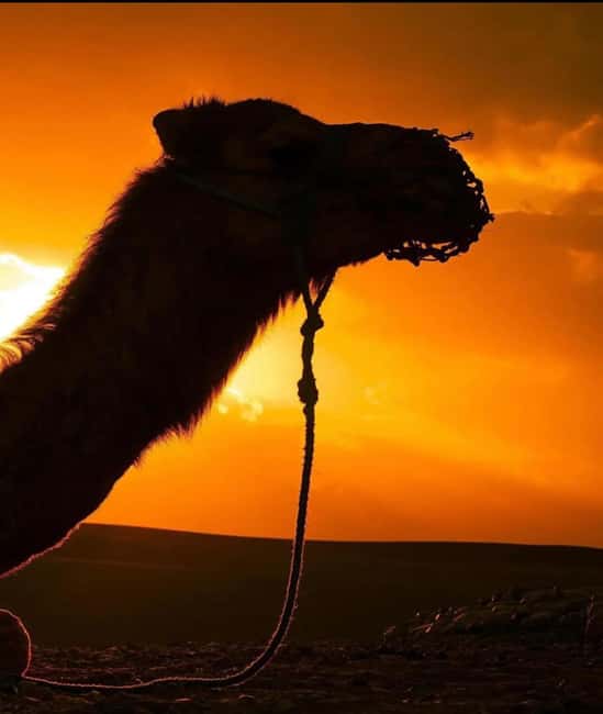 Immagine nº 16 di Marrakesh: Tramonto nel deserto di Agafay, giro in cammello e cena con spettacolo attività a Marrakech, caricata dal fornitore