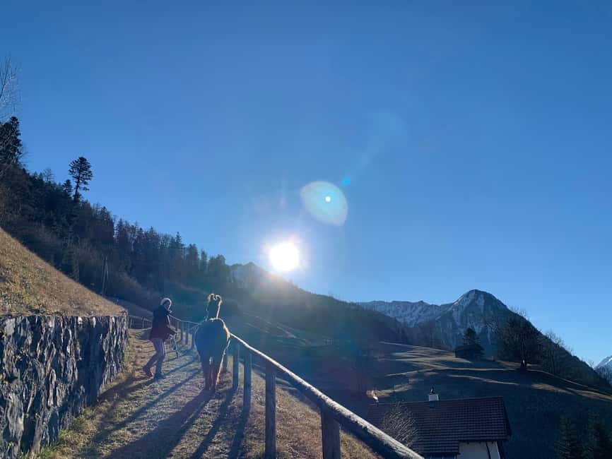 Bild Nr. 13 von Triesenberg: Spaziergang mit Lamas in den Bergen Aktivität in Triesenberg, hochgeladen vom Anbieter