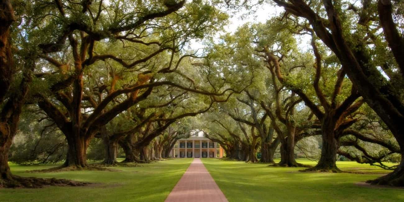 Immagine nº 9 di New Orleans: Tour di mezza giornata della piantagione di Oak Alley attività a Vacherie, Louisiana, caricata dal fornitore