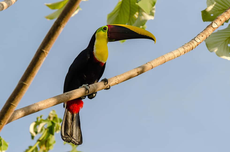 image n.56 of Carara National Park: Best Tour Carara National Park-One Day activity in Puntarenas Province, uploaded by supplier