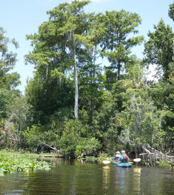 image n.3 of Orlando: Small Group Scenic Wekiva River Kayak Tour activity in Florida, uploaded by supplier