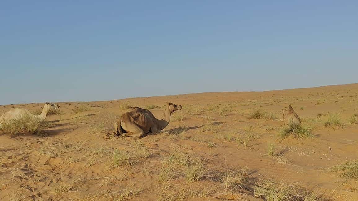 Immagine nº 2 di Giornata privata nel deserto con osservazione del tramonto attività a Regione al-Sharqiyya, caricata dal fornitore