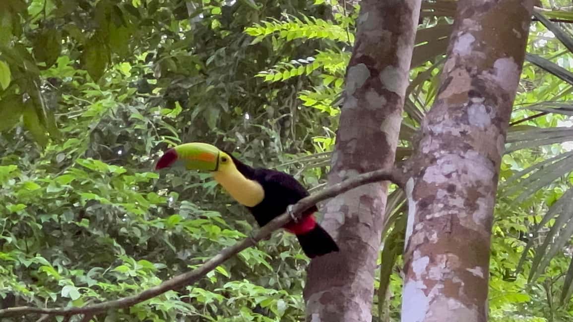 image n.6 of Tikal Sunrise, Archeological focus and Wildlife Spotting activity in Flores, Guatemala, uploaded by supplier