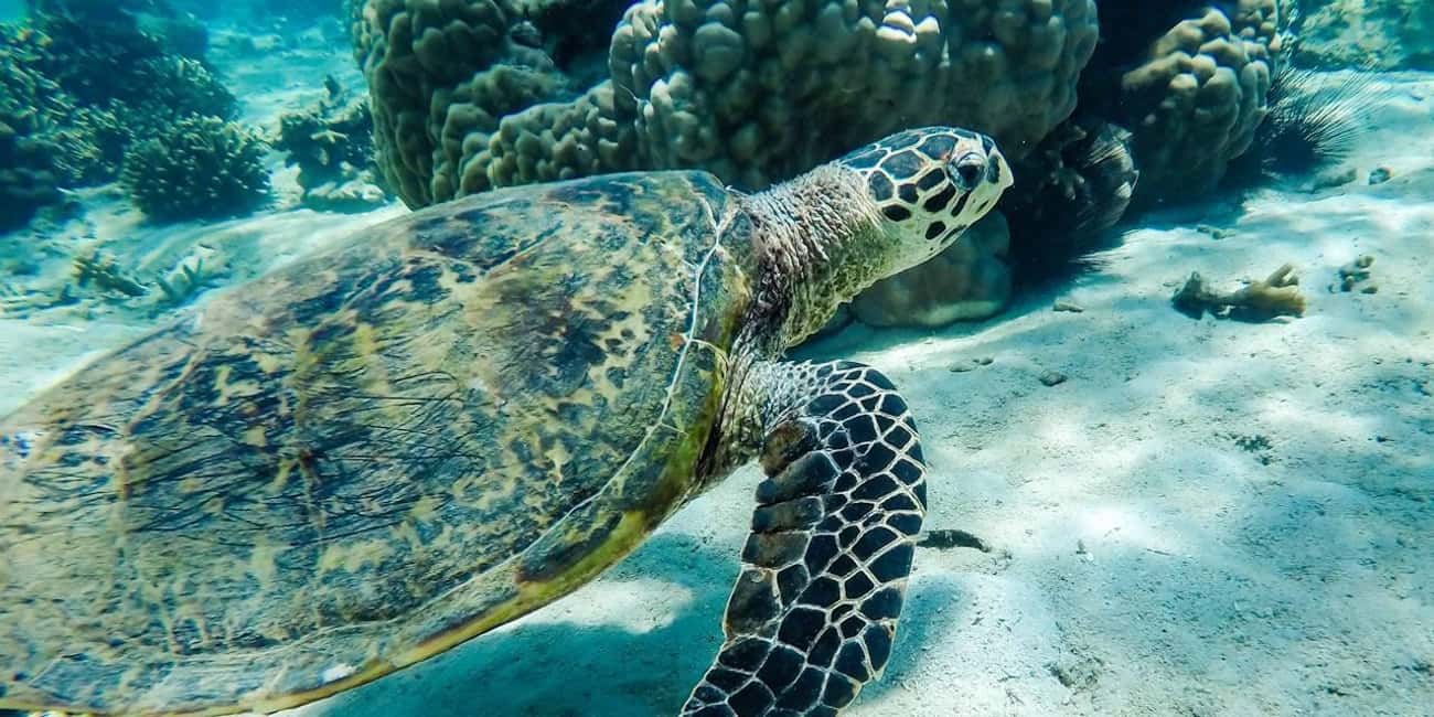 Bild Nr. 24 von Madagaskar: Nosy Sakatia Kreuzfahrt mit Riesenschildkröten Aktivität in Andilana, hochgeladen vom Anbieter