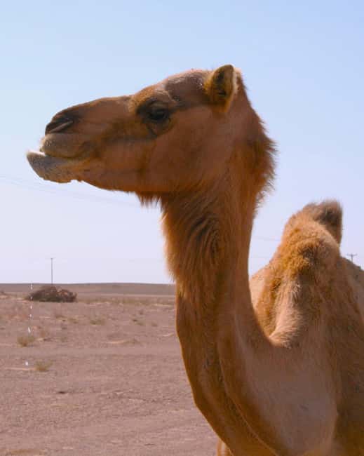 Immagine nº 29 di Avventura nel deserto di Wahiba , Nuoto nel Wadi Bani Khalid attività a Regione al-Sharqiyya, caricata dal fornitore
