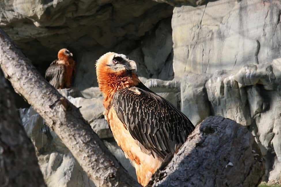 image n.11 of Innsbruck: Alpenzoo Entrance Ticket activity in Innsbruck, uploaded by supplier