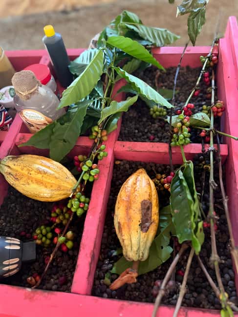 imagem n.1 de Passeio de Buggy em Punta Cana: Mamajuana - Café - Nadar no Cenote e na Praia de Macao atividade em Higüey, carregada pelo fornecedor
