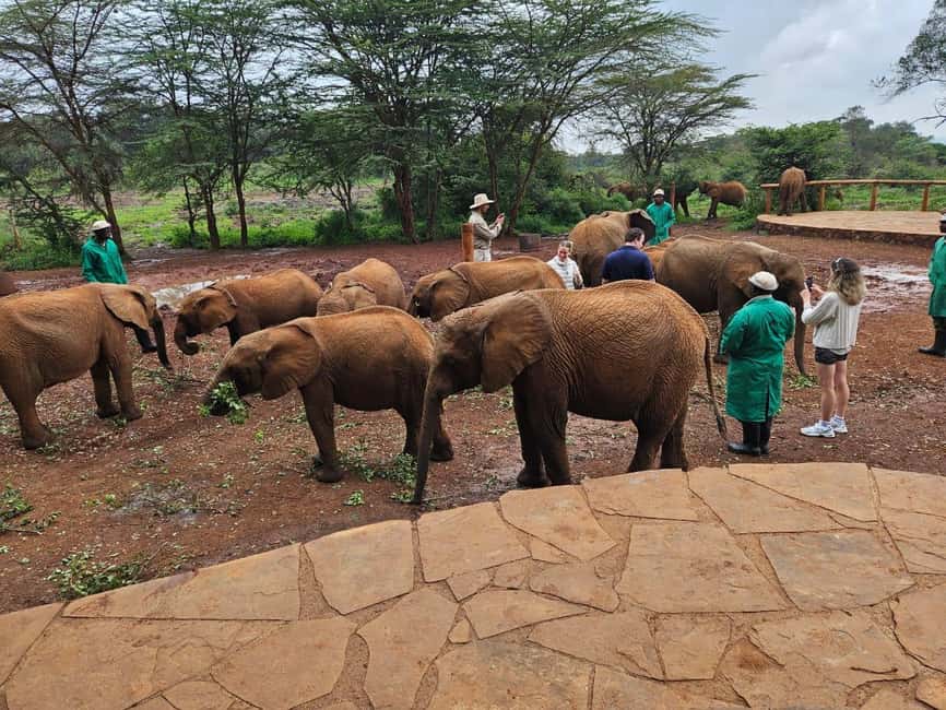image n.84 of Elephant Orphanage, Giraffee Center, Karen Blixxen Meseum activity in Nakuru, uploaded by supplier