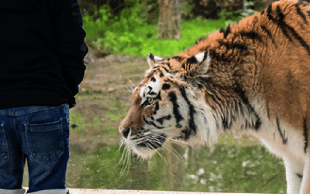 obrázek č.6 aktivity Knowsley: Vstupenky do safari v destinaci Knowsley, nahraný poskytovatelem aktivity