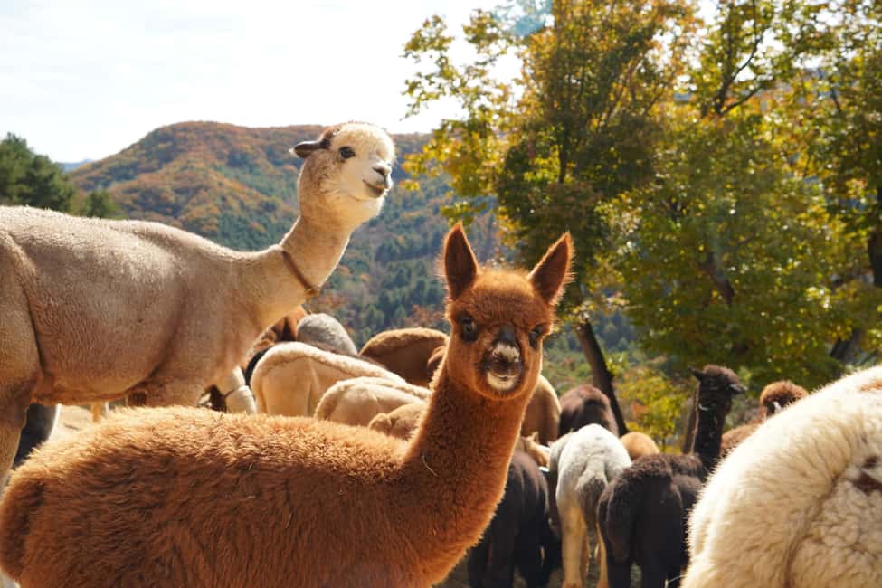 image n.15 of Seoul to/from Nami Island or Alpaca World: Shuttle Service activity in Seoul, uploaded by supplier