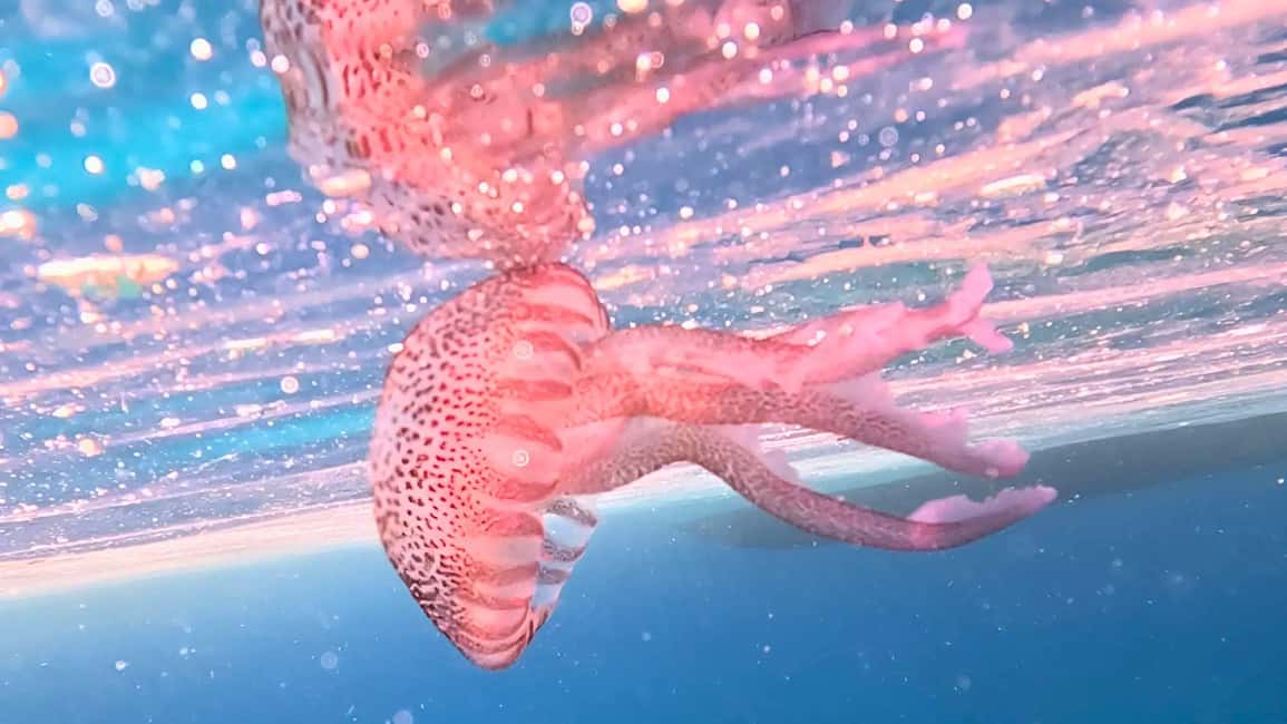 image n.7 of Alghero: Boat Tour with Snorkeling in Porto Conte activity in Alghero, uploaded by supplier