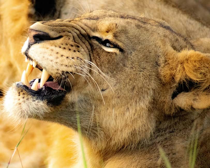 Image N°26 de Au départ de Nairobi : Safari en groupe de 3 jours et 2 nuits dans le Maasai Mara activité à Province centrale du Kenya, publiée par le prestataire