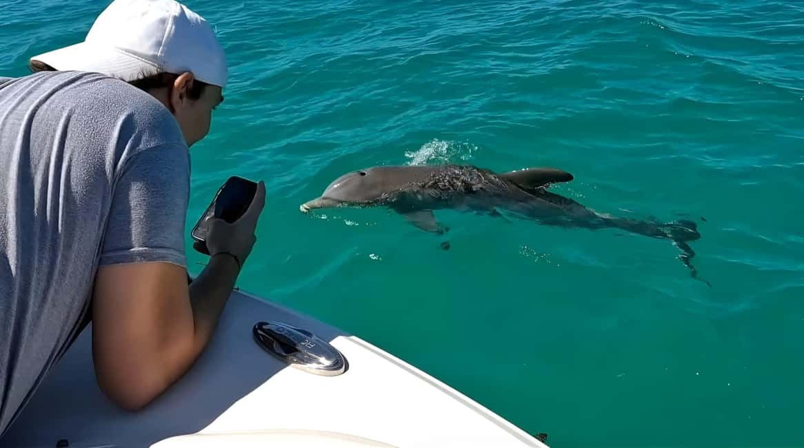 imagen n.º 4 de Delfines y snorkel en Cayo Hueso actividad en Estados Unidos, subida por el proveedor