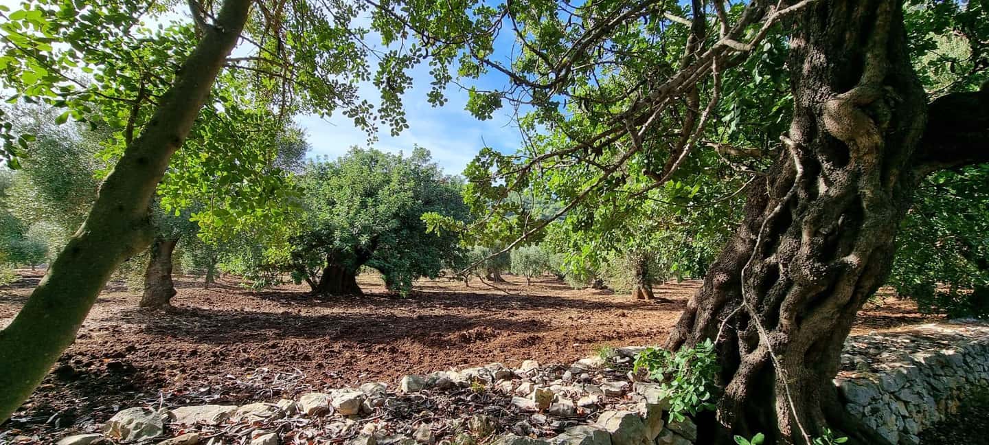 Immagine nº 19 di Ostuni: Tour in bicicletta con un bicchiere di vino e bruschetta attività a Ostuni, caricata dal fornitore