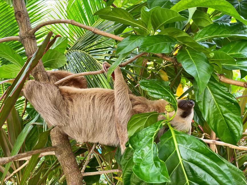 bild nr.9 av Cahuita: Guidad vandring genom Cahuita nationalpark aktivitet i Cahuita, uppladdad av arrangören