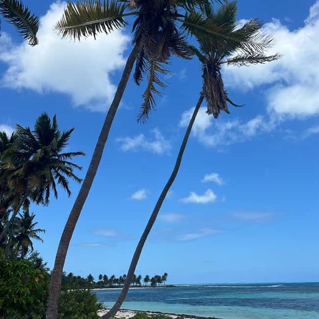 image n.17 of Saona Island: Beach & Natural Pool Small-Group Tour w/ Lunch activity in La Romana (Province), uploaded by supplier