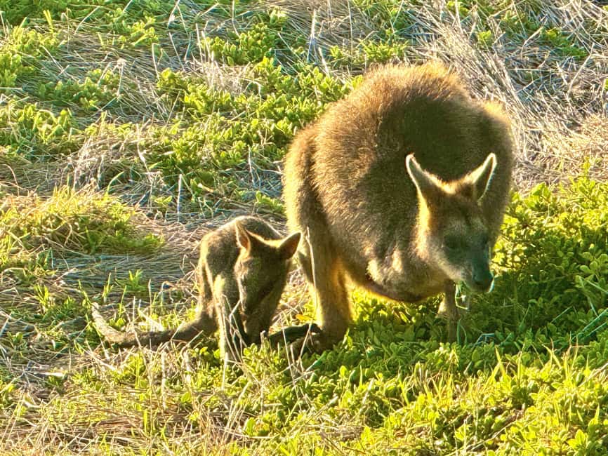 image n.11 of Melbourne: Great Ocean Road Rev Route - Avoid Crowds activity in Melbourne, uploaded by supplier