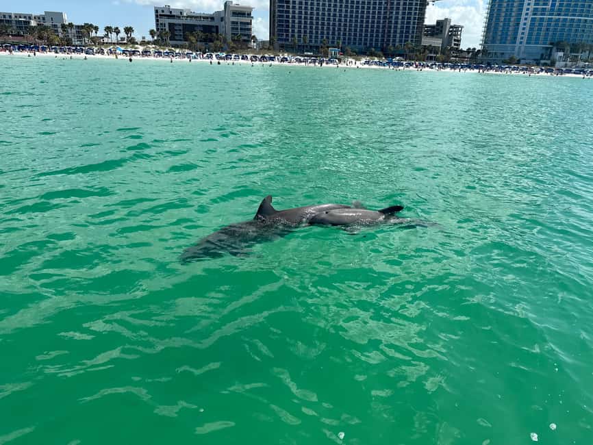 bild nr.2 av Clearwater Beach: Kryssning med delfiner och sandbankar på öar aktivitet i Clearwater, uppladdad av arrangören