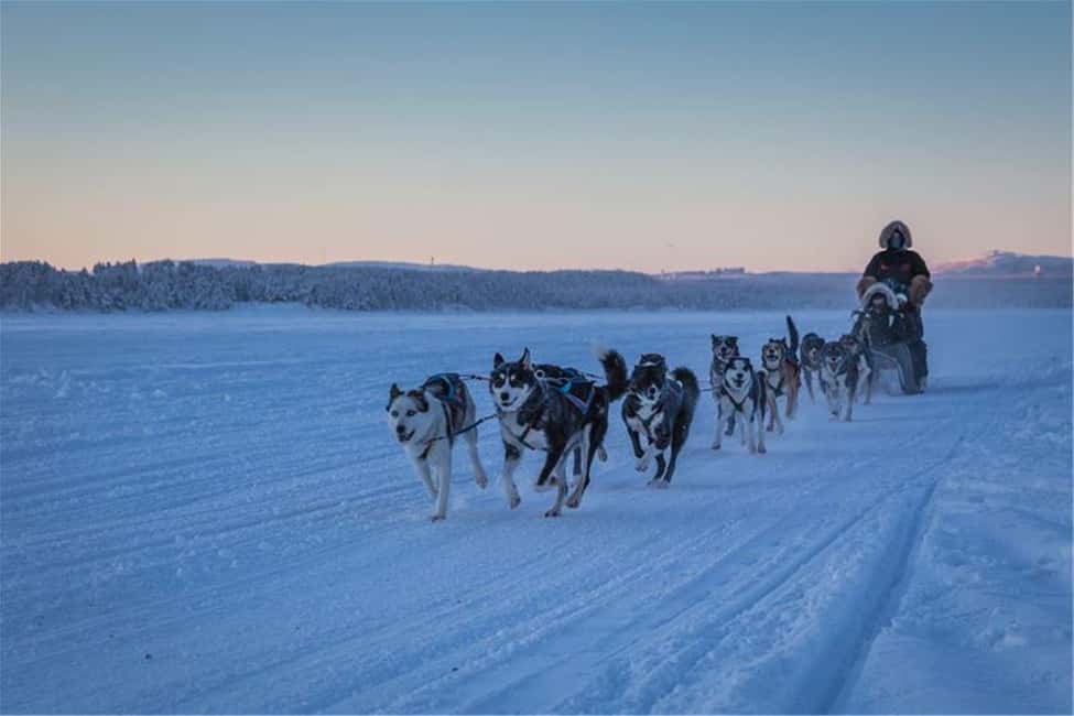 Obraz nr 2 z atrakcji Narvik: Jazda psim zaprzęgiem z Husky Isogaisa w Narwik, przesłany przez organizatora