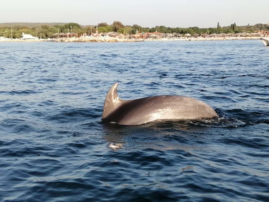 Immagine nº 18 di Orsera: Avventura al tramonto con osservazione dei delfini in motoscafo attività a Orsera, caricata dal fornitore