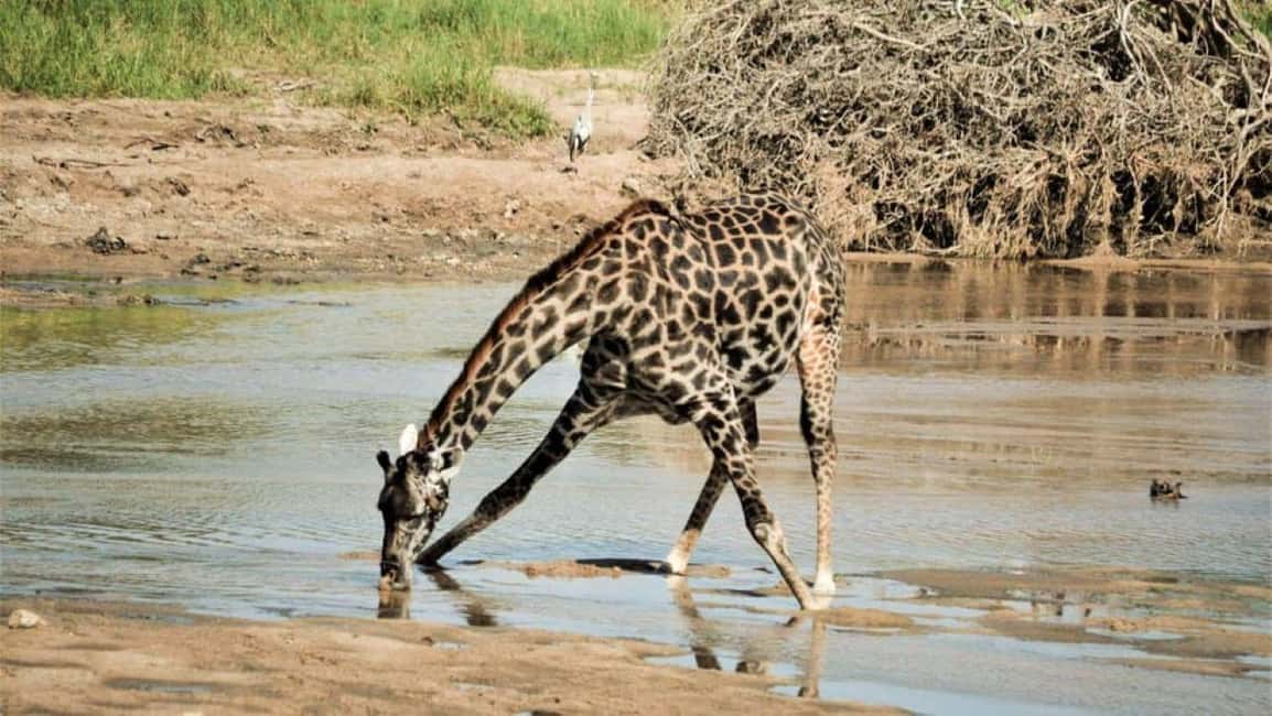image n.14 of 2-Days Wildlife Safari to Tsavo East & Tsavo West Park activity in Coast Province, uploaded by supplier