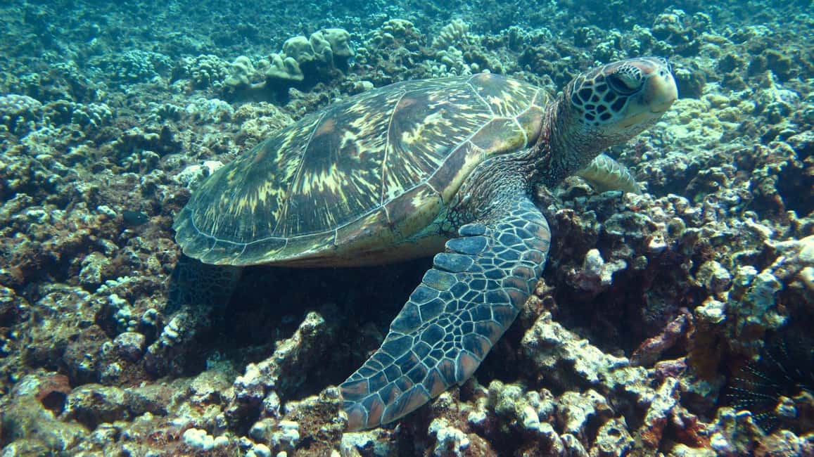 image n.9 of Kayak and Snorkel West Maui at Olowalu activity in Hawaii, uploaded by supplier
