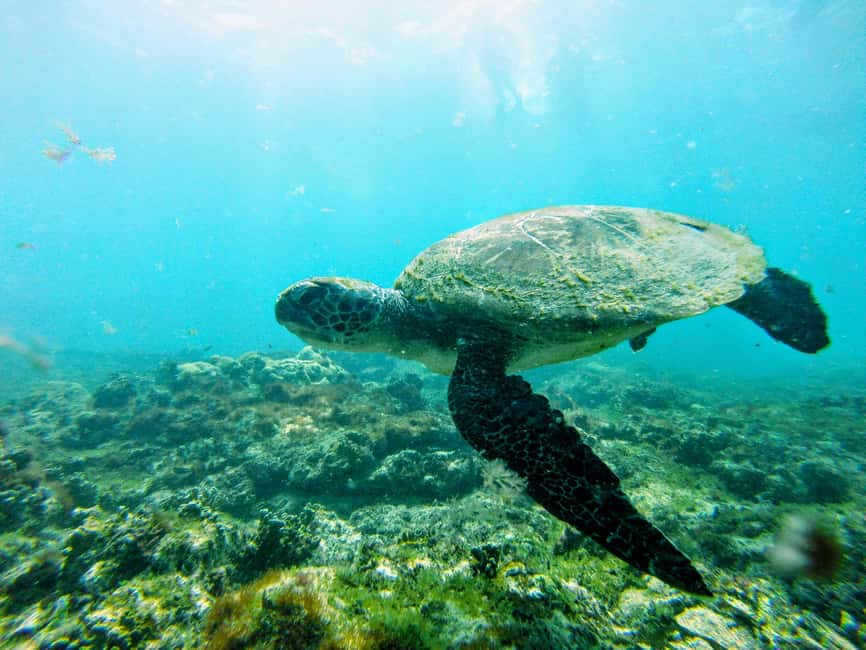 imagem n.15 de Passeio de snorkeling com guia local certificado atividade em Pedra de Lume, carregada pelo fornecedor