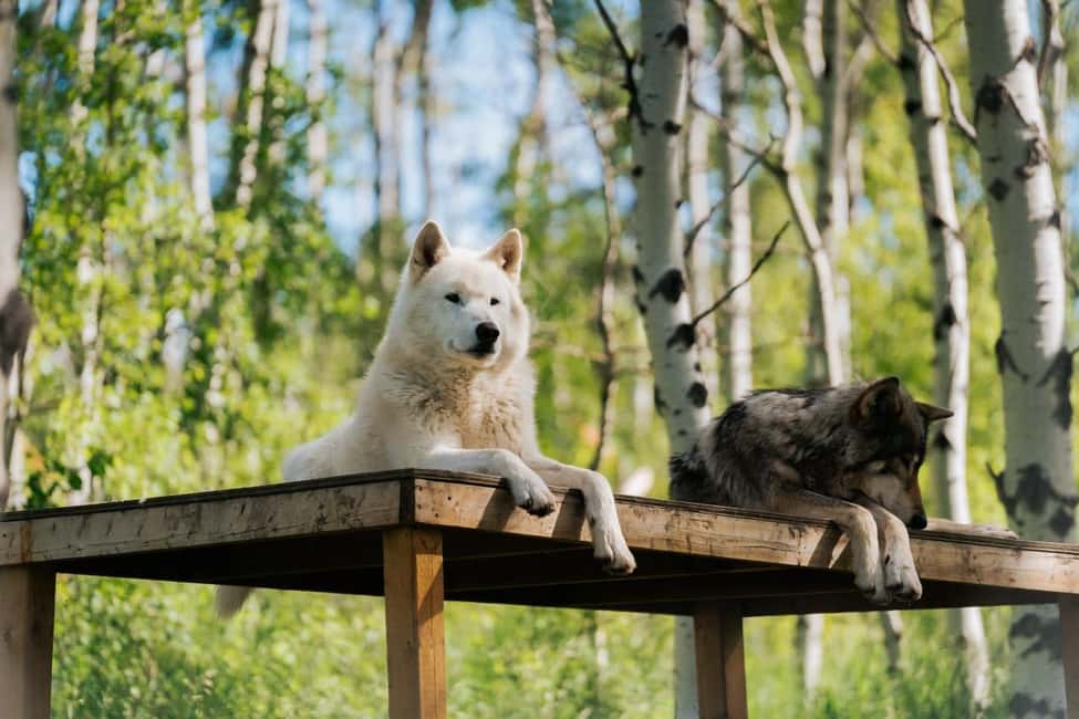 image n.5 of Cochrane: Yamnuska Wolfdog Sanctuary Tour activity in Cochrane, uploaded by supplier