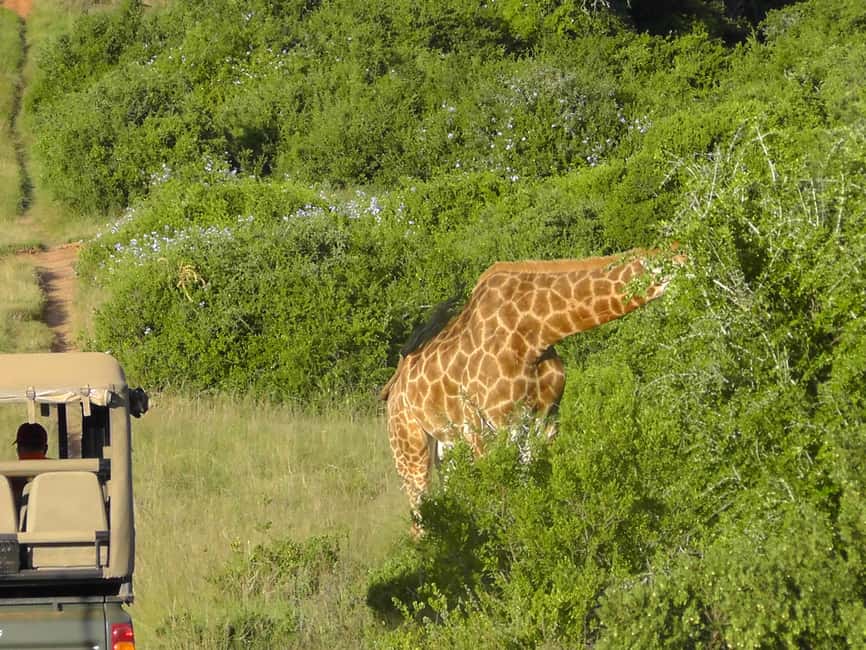 image n.5 of Port Elizabeth:2-Day Schotia Safaris & Addo Wildlife Reserve activity in Eastern Cape, uploaded by supplier