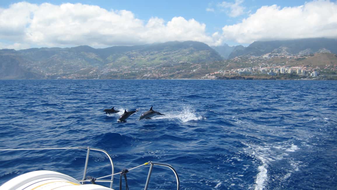 imagem n.9 de Funchal: Cruzeiro de observação de baleias e golfinhos em catamarã atividade em Câmara de Lobos, carregada pelo fornecedor