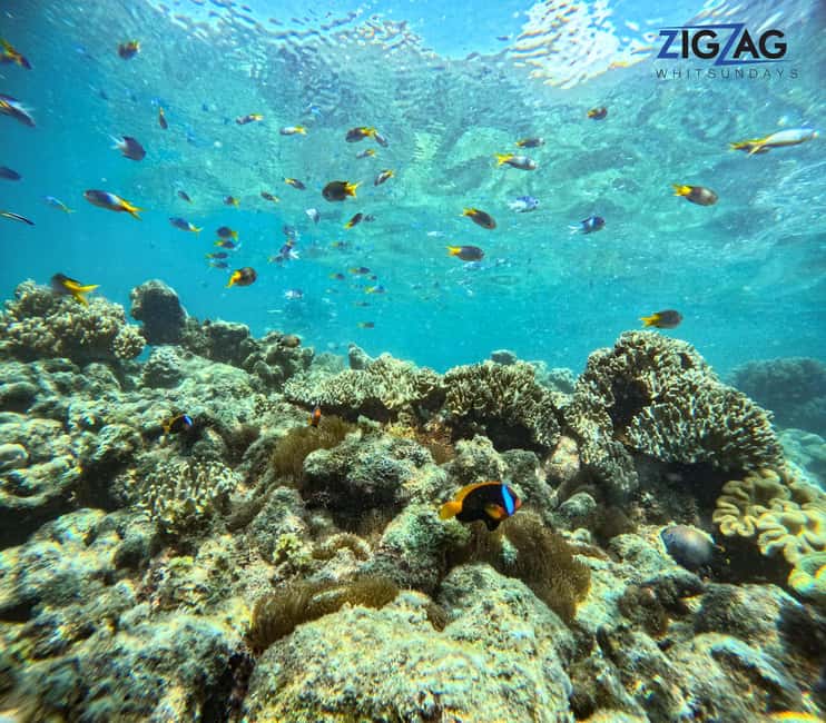 afbeelding n.36 van Airlie Beach: Whitehaven Beach Dagtour met snorkeloptie activiteit in Queensland, geüpload door aanbieder