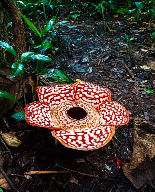 billede nr.3 af aktiviteten Tambunan: Rafflesia Flower Trekking med rustik frokost i Kota Kinabalu, uploadet af udbyder