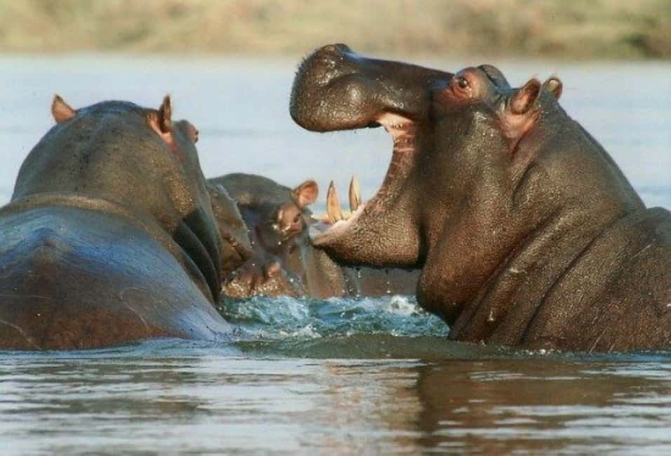 image n.64 of From Nairobi:Full Day Tour to Hell’s Gate National Park activity in Nakuru, uploaded by supplier