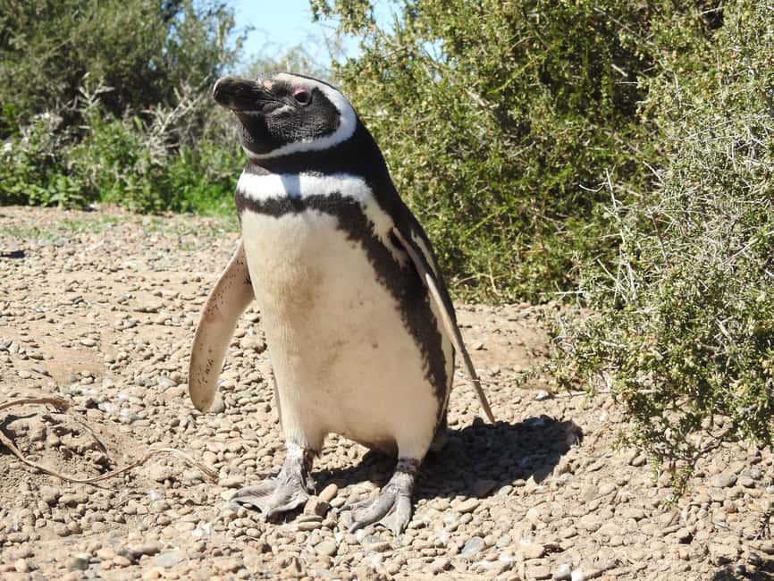 Bild Nr. 4 von Punta Tombo Cruise Landausflug - Spaziergang zwischen Pinguinen Aktivität in Chubut Provinz, hochgeladen vom Anbieter