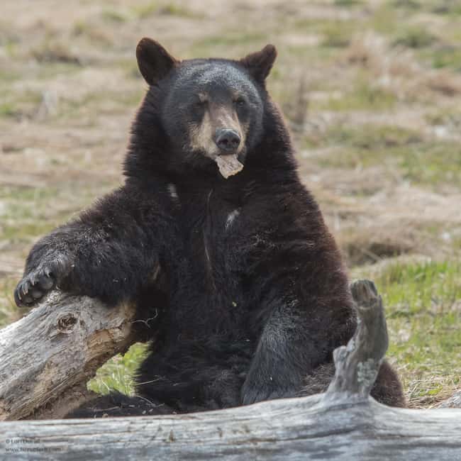 image n.5 of From Anchorage: Portage Glacier and Wildlife Full-Day Tour activity in Anchorage, uploaded by supplier