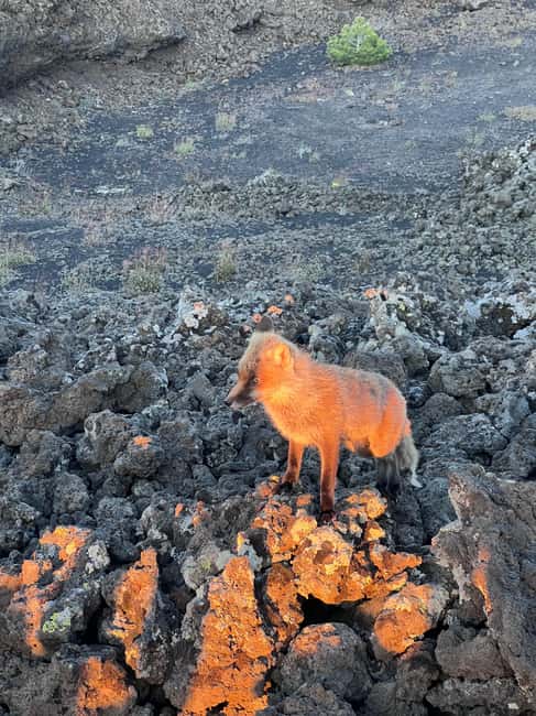 image n.32 of ETNA SUNSET: GUIDED TOUR OF ETNA WITH PICKUP FROM CATANIA activity in Catania, uploaded by supplier