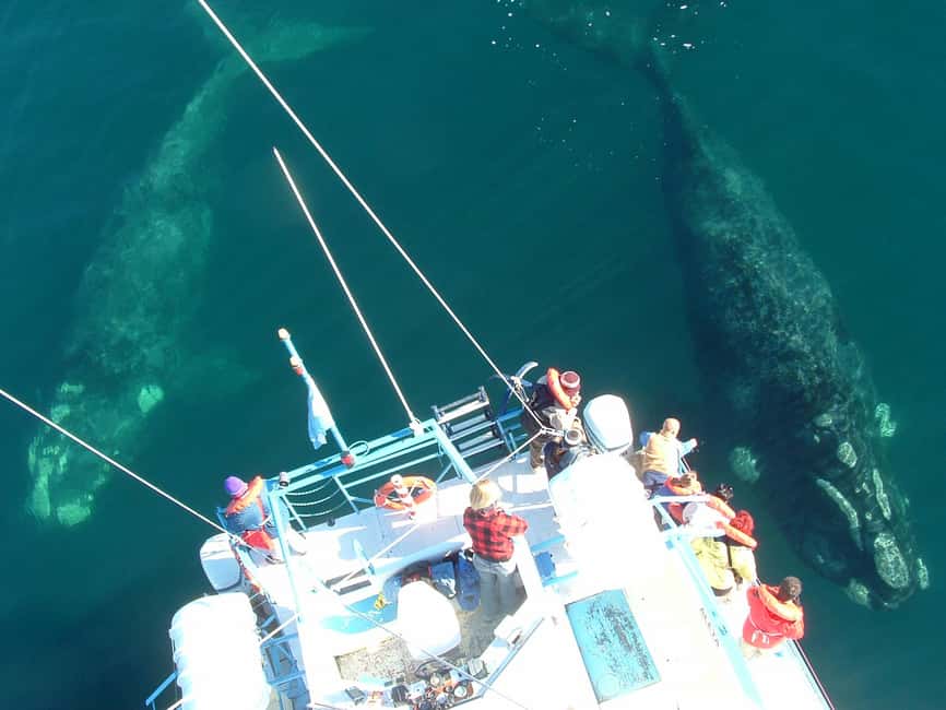Bild Nr. 10 von Puerto Piramides: Walbeobachtungstour mit dem Boot Aktivität in Argentinien, hochgeladen vom Anbieter