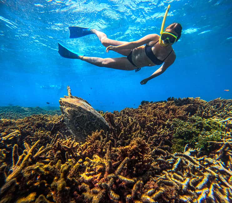 image n.1 of Trincomalee: Whale & Dolphin Tour + Navy Island Snorkeling activity in Trincomalee, uploaded by supplier