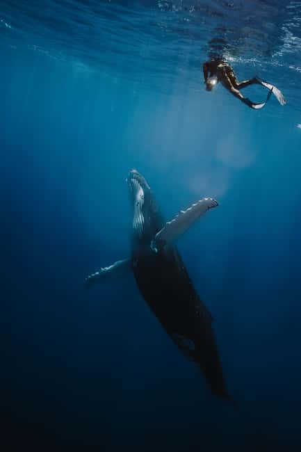 image n.3 of Moorea 4H Shared Boat Tour whales watching and Snorkeling activity in Windward Islands, French Polynesia, uploaded by supplier