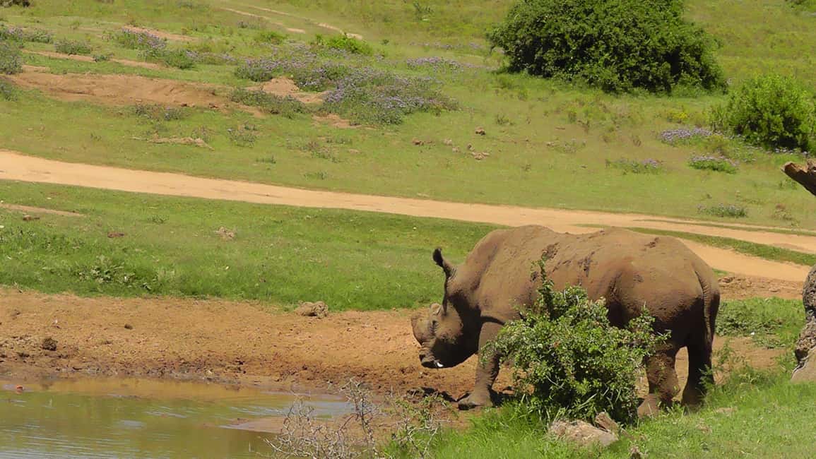 image n.15 of Port Elizabeth:2-Day Schotia Safaris & Addo Wildlife Reserve activity in Eastern Cape, uploaded by supplier