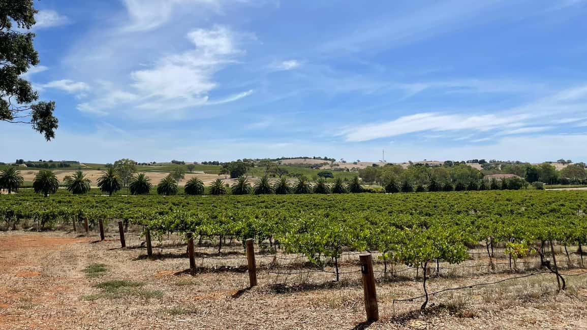 imagen n.º 58 de Desde Adelaida Ruta enogastronómica por el Valle de Barossa actividad en Australia Meridional, subida por el proveedor