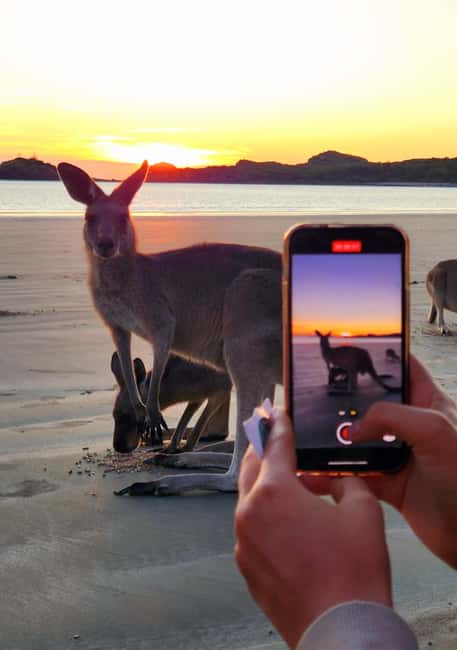 image n.10 of Sunrise with the Kangaroos & Wallabies - Airlie Beach activity in Mackay, uploaded by supplier
