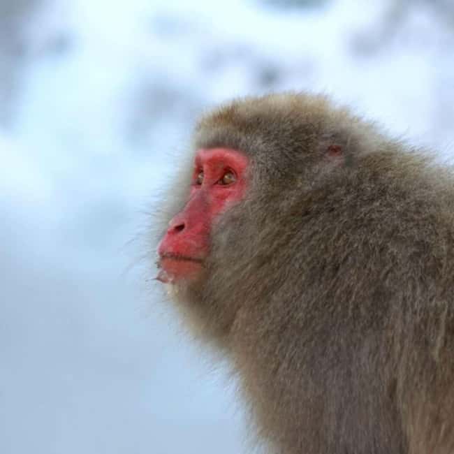 image n.10 of From Tokyo: Private Tour Snow Monkey Park & Zenko-ji Temple activity in Nagano, uploaded by supplier
