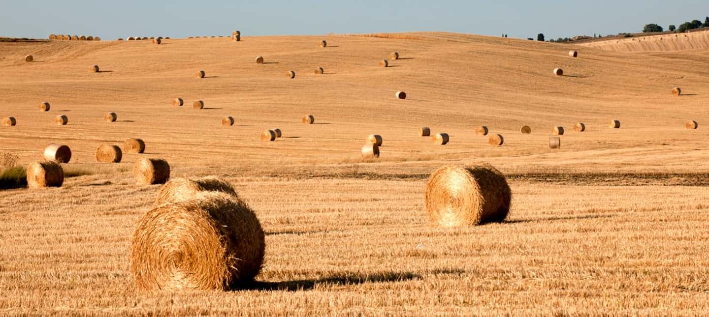 imagen n.º 3 de Siena: visita guiada de la ciudad en alemán actividad en Siena, subida por el proveedor