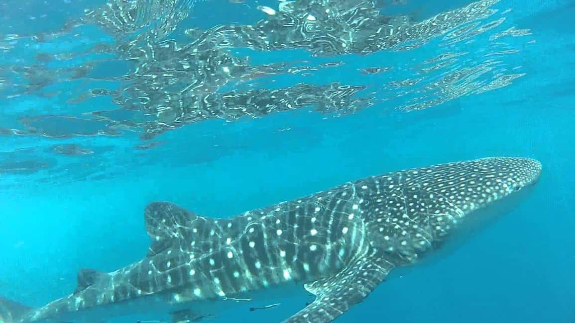 Immagine nº 7 di Muscat: tour di snorkeling con le tartarughe alle isole Daymaniyat attività a Mascate, caricata dal fornitore