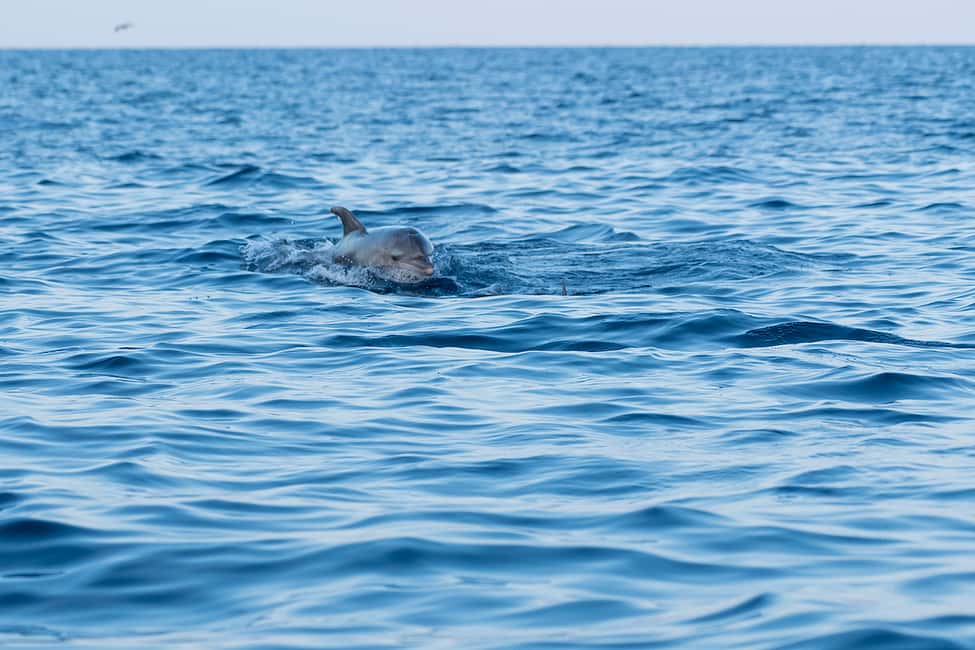 Immagine nº 3 di Orsera: Avventura al tramonto con osservazione dei delfini in motoscafo attività a Orsera, caricata dal fornitore