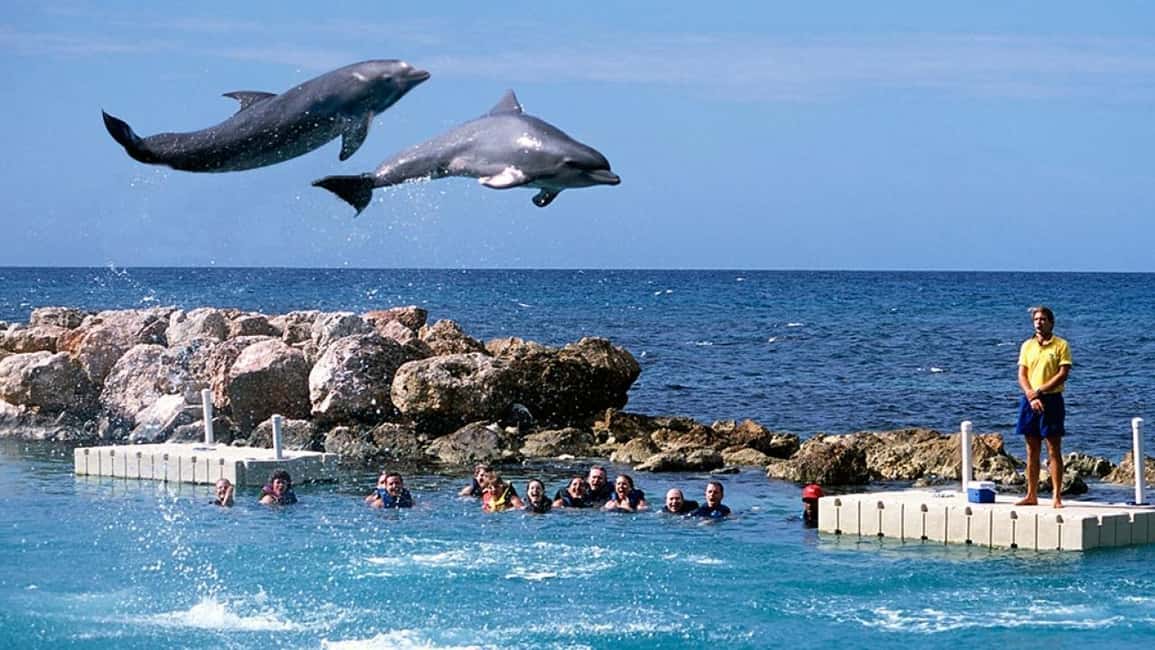 imagem n.3 de Montego Bay: Viagem de um dia à Dolphin Cove Ocho Rios com transferes atividade em Ocho Rios, carregada pelo fornecedor