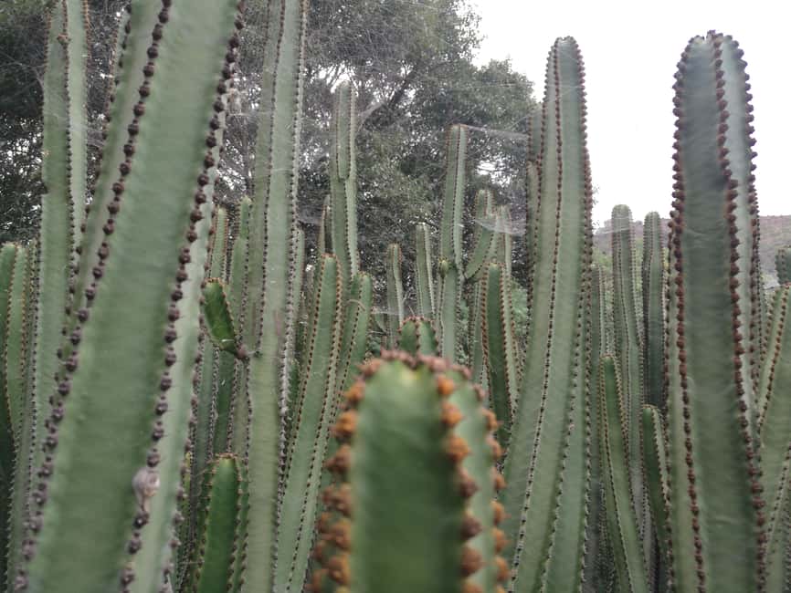 image n.17 of Private Bandama Caldera, Botanic Garden(/Wine*), Old Town activity in Las Palmas, uploaded by supplier