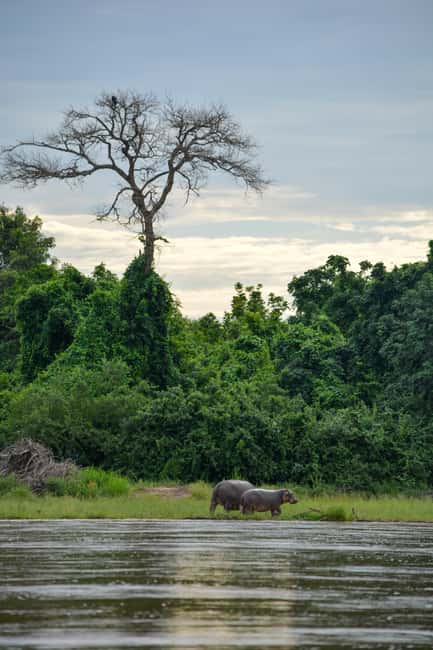 image n.67 of From Zanzibar: Day Selous Game Reserve Safari with Flights activity in Morogoro Region, uploaded by supplier