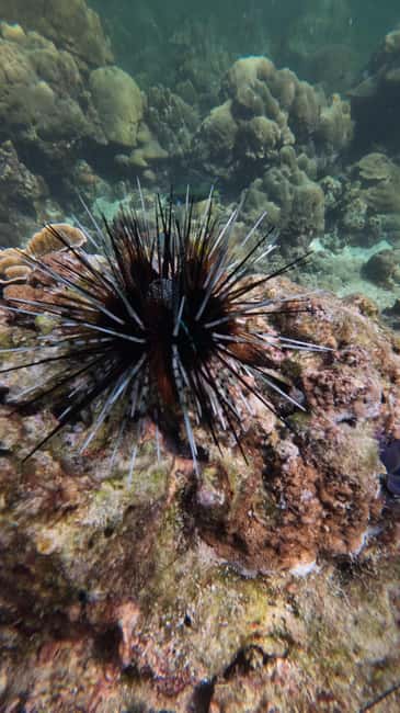 image n.38 of Koh Lipe: Longtail Boat Snorkeling Trip with Lunch activity in Gulf of Thailand, uploaded by supplier
